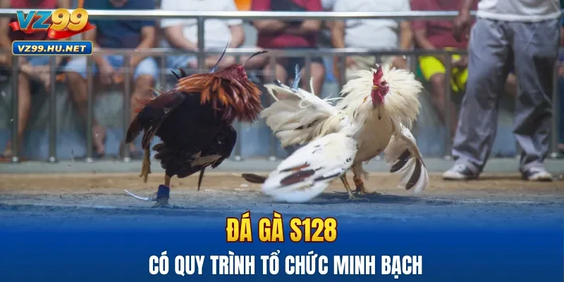 Đá gà S128 có quy trình tổ chức minh bạch