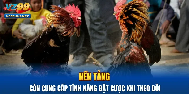 Nền tảng còn cung cấp tính năng đặt cược khi theo dõi