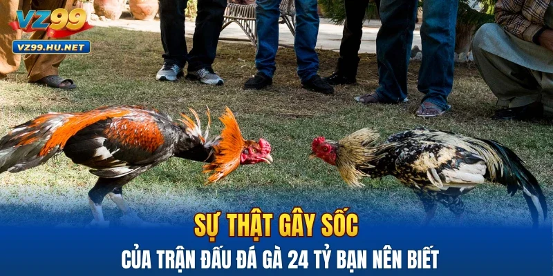 Sự thật gây sốc của trận đấu đá gà 24 tỷ bạn nên biết