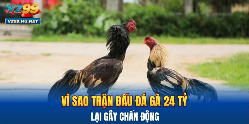 Vì sao trận đấu đá gà 24 tỷ lại gây chấn động